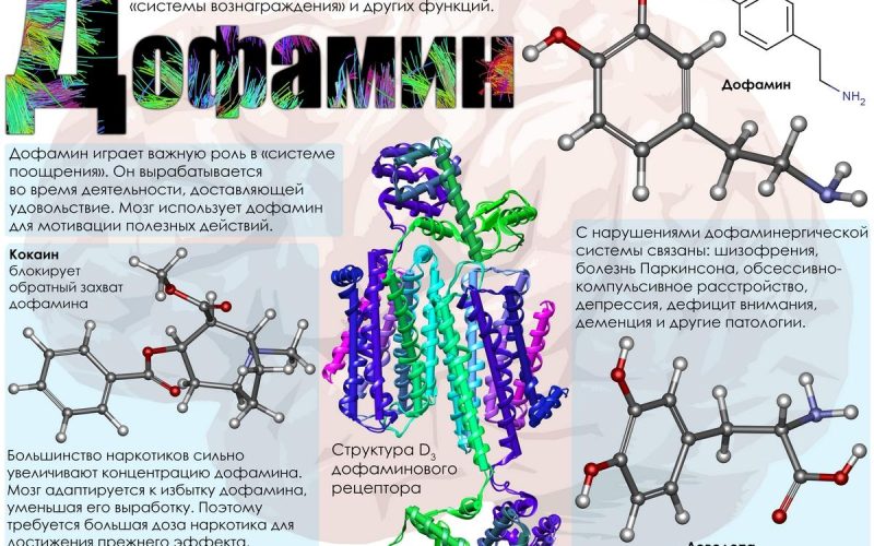 Что творит дофамин?