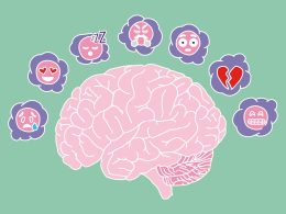 Как происходит развитие мозга?