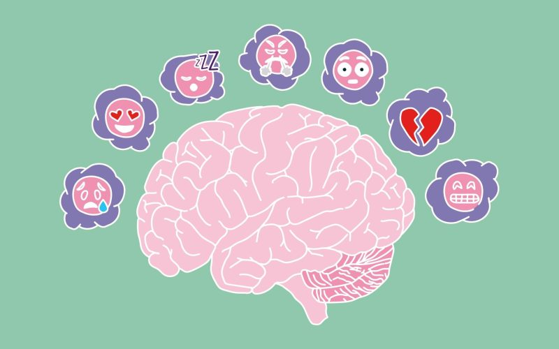 Как происходит развитие мозга?