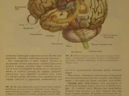 Как выглядит мозг человека с депрессией?