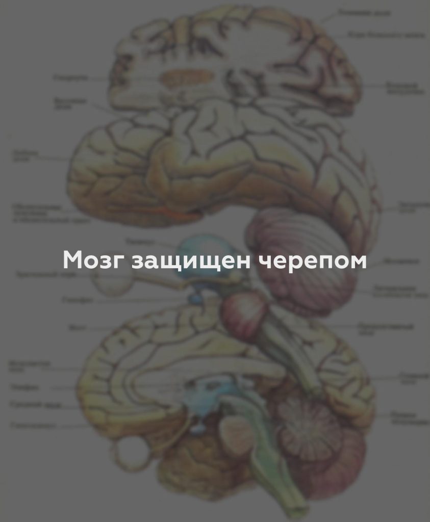 Мозг защищен черепом